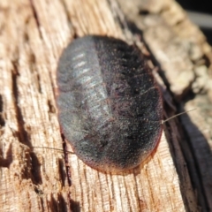 Laxta granicollis (Common bark or trilobite cockroach) at Yass River, NSW - 28 Jun 2021 by SenexRugosus