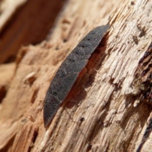 Laxta granicollis at Yass River, NSW - 28 Jun 2021 02:03 PM