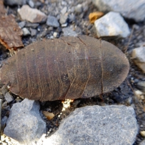 Laxta granicollis at Yass River, NSW - 28 Jun 2021