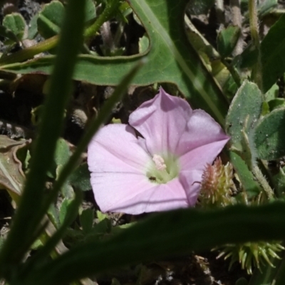 Convolvulus angustissimus subsp. angustissimus (Australian Bindweed) at Maffra, NSW - 14 Nov 2020 by JanetRussell