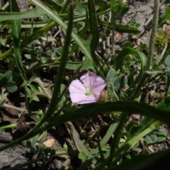 Convolvulus angustissimus subsp. angustissimus at Maffra, NSW - 14 Nov 2020