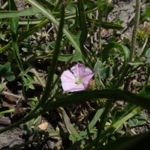 Convolvulus angustissimus subsp. angustissimus at Maffra, NSW - 14 Nov 2020 12:48 PM