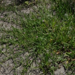 Convolvulus angustissimus subsp. angustissimus at Maffra, NSW - 14 Nov 2020 12:48 PM