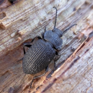 Adelium porcatum at Yass River, NSW - 28 Jun 2021