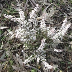 Leucopogon attenuatus (Small-leaved Beard Heath) at Conder, ACT - 29 Jun 2021 by RobParnell