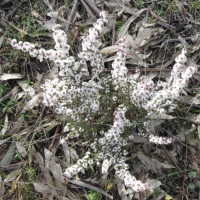 Styphelia attenuata (Small-leaved Beard Heath) at Conder, ACT - 29 Jun 2021 by RobParnell