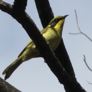 Lichenostomus melanops at Conder, ACT - 29 Jun 2021