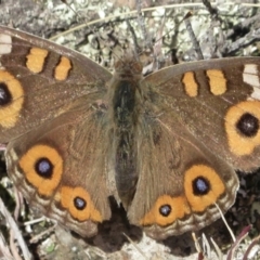 Junonia villida (Meadow Argus) at Tuggeranong DC, ACT - 29 Jun 2021 by RobParnell