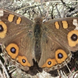 Junonia villida at Tuggeranong DC, ACT - 29 Jun 2021 12:35 PM