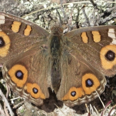 Junonia villida (Meadow Argus) at Rob Roy Range - 29 Jun 2021 by RobParnell