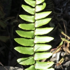 Pellaea calidirupium (Hot Rock Fern) at Rob Roy Range - 29 Jun 2021 by RobParnell