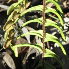 Pellaea calidirupium at Tuggeranong DC, ACT - 29 Jun 2021