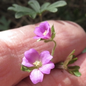 Geranium solanderi var. solanderi at Conder, ACT - 29 Jun 2021 11:20 AM