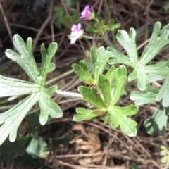 Geranium solanderi var. solanderi at Conder, ACT - 29 Jun 2021 11:20 AM