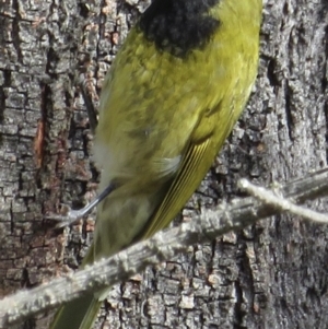 Nesoptilotis leucotis at Conder, ACT - 29 Jun 2021