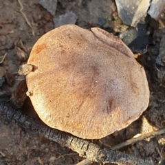 Unverified Cap on a stem; gills below cap [mushrooms or mushroom-like] at Cook, ACT - 27 Jun 2021 by drakes