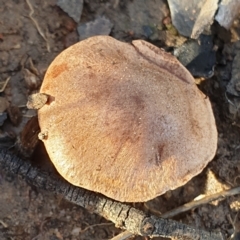 Unidentified Cap on a stem; gills below cap [mushrooms or mushroom-like] at Cook, ACT - 27 Jun 2021 by drakes