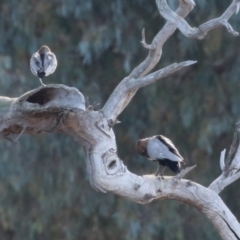 Chenonetta jubata (Australian Wood Duck) at Symonston, ACT - 29 Jun 2021 by RodDeb