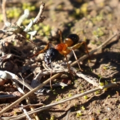 Camponotus consobrinus (Banded sugar ant) at Symonston, ACT - 29 Jun 2021 by RodDeb