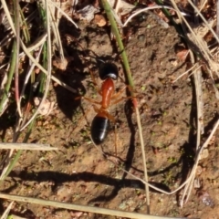 Camponotus consobrinus at Symonston, ACT - 29 Jun 2021