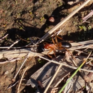 Camponotus consobrinus at Symonston, ACT - 29 Jun 2021