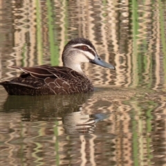 Anas superciliosa (Pacific Black Duck) at Callum Brae - 29 Jun 2021 by RodDeb