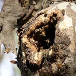 Apis mellifera at Symonston, ACT - 29 Jun 2021