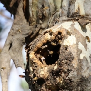 Apis mellifera at Symonston, ACT - 29 Jun 2021