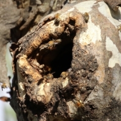 Apis mellifera at Symonston, ACT - 29 Jun 2021