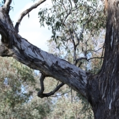 Apis mellifera at Symonston, ACT - 29 Jun 2021