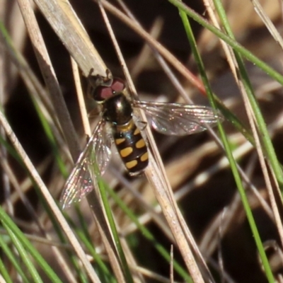 Melangyna viridiceps (Hover fly) at Symonston, ACT - 29 Jun 2021 by RodDeb