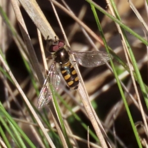 Melangyna viridiceps at Symonston, ACT - 29 Jun 2021 01:30 PM