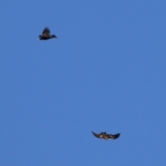 Aquila audax (Wedge-tailed Eagle) at Jerrabomberra, ACT - 29 Jun 2021 by RodDeb