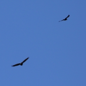 Aquila audax at Jerrabomberra, ACT - 29 Jun 2021