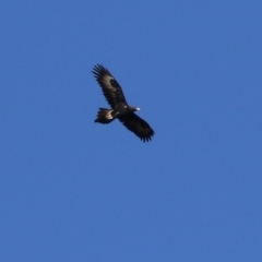 Aquila audax at Jerrabomberra, ACT - 29 Jun 2021 01:34 PM