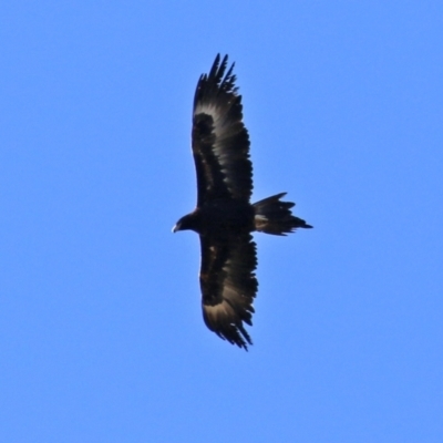 Aquila audax (Wedge-tailed Eagle) at Symonston, ACT - 29 Jun 2021 by RodDeb