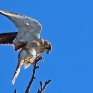 Falco cenchroides at Symonston, ACT - 29 Jun 2021