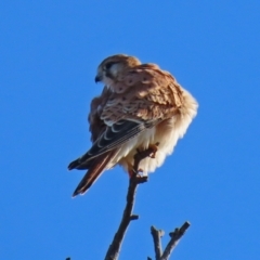 Falco cenchroides at Symonston, ACT - 29 Jun 2021