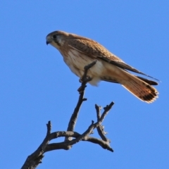 Falco cenchroides at Symonston, ACT - 29 Jun 2021