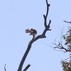 Falco cenchroides at Symonston, ACT - 29 Jun 2021