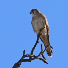 Falco cenchroides at Symonston, ACT - 29 Jun 2021