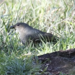 Ptilonorhynchus violaceus (Satin Bowerbird) at The Pinnacle - 29 Jun 2021 by AlisonMilton