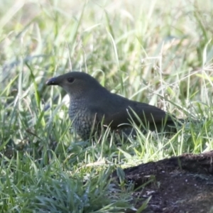 Ptilonorhynchus violaceus at Hawker, ACT - 29 Jun 2021