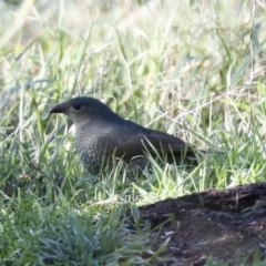 Ptilonorhynchus violaceus at Hawker, ACT - 29 Jun 2021