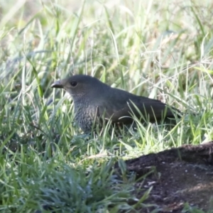 Ptilonorhynchus violaceus at Hawker, ACT - 29 Jun 2021