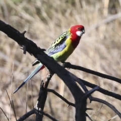 Platycercus eximius (Eastern Rosella) at The Pinnacle - 29 Jun 2021 by AlisonMilton