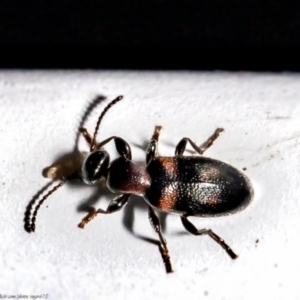 Anthicinae (subfamily) at Macgregor, ACT - 29 Jun 2021