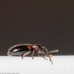 Anthicinae (subfamily) at Macgregor, ACT - 29 Jun 2021