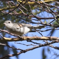 Pachycephala pectoralis (Golden Whistler) at Hawker, ACT - 29 Jun 2021 by AlisonMilton