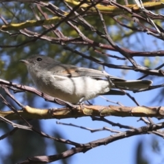 Pachycephala pectoralis at Hawker, ACT - 29 Jun 2021